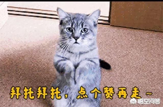 篮球即时比分:新疆主场大比分落后广东，出了什么问题