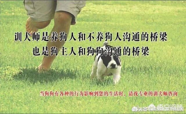 台湾驯犬师:训犬师前景怎么样？工资多少？ 台湾顶级训犬师