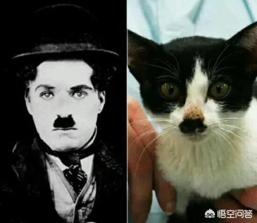 疯猫网络的演员:岳云鹏被女子网络声讨，称其骗婚。你认为有没有幕后主使？
