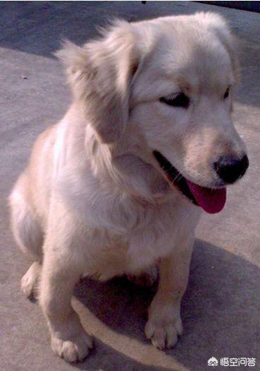 头条问答 金毛犬抽筋吃什么药 9个回答