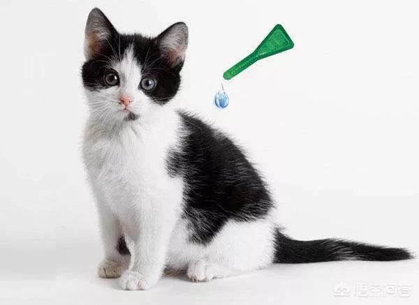 拜耳驱虫药代理:猫咪拉屎拉出白色虫子吃什么驱虫药? 宠物店也有卖吗？