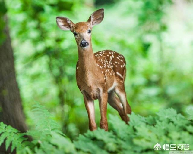 退耕还林后有很多野生动物,你遇到了什么？