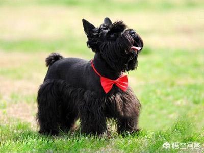 狗瘟能治好吗:小狗得了狗瘟，还能治好吗？ 狗瘟能治好吗 幼犬