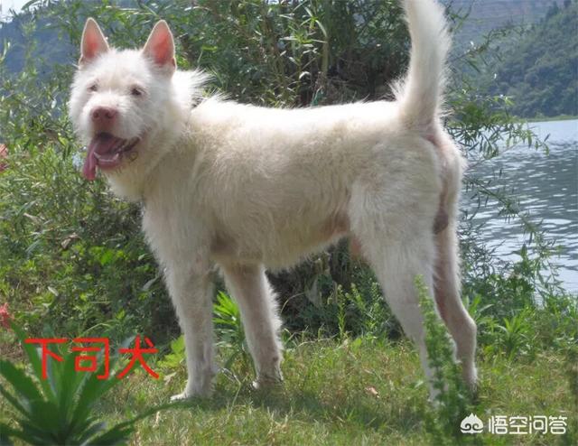 小土狗图片:土狗是否等于田园犬、串串狗？