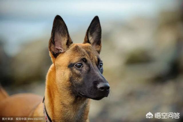 昆明狼犬凶猛吗:狼青，昆明犬，马犬还有德牧性格如何？ 法国狼犬凶猛吗