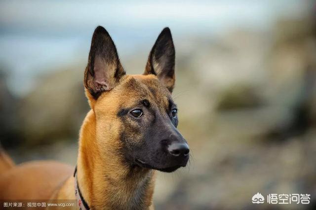 小昆明军犬图片:狼青，昆明犬，马犬还有德牧性格如何？