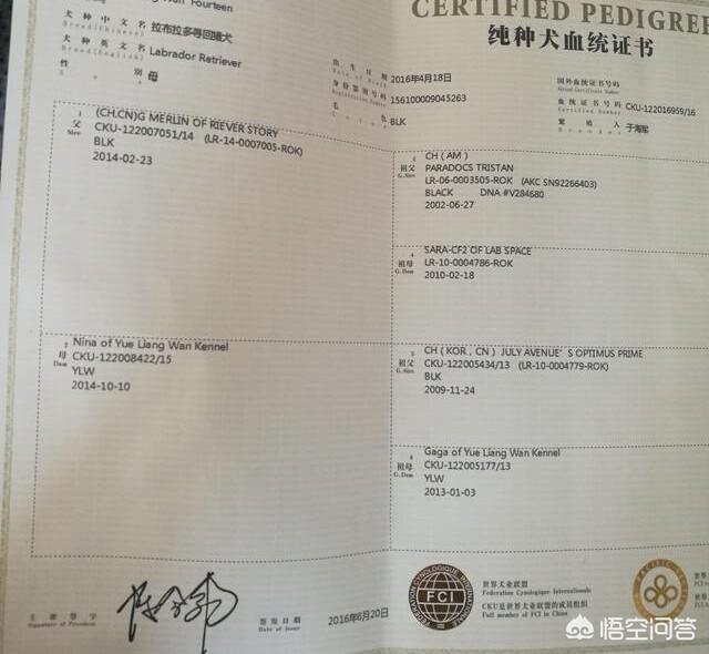 纯种拉布拉多犬简介:我家拉布拉多品种纯不纯？