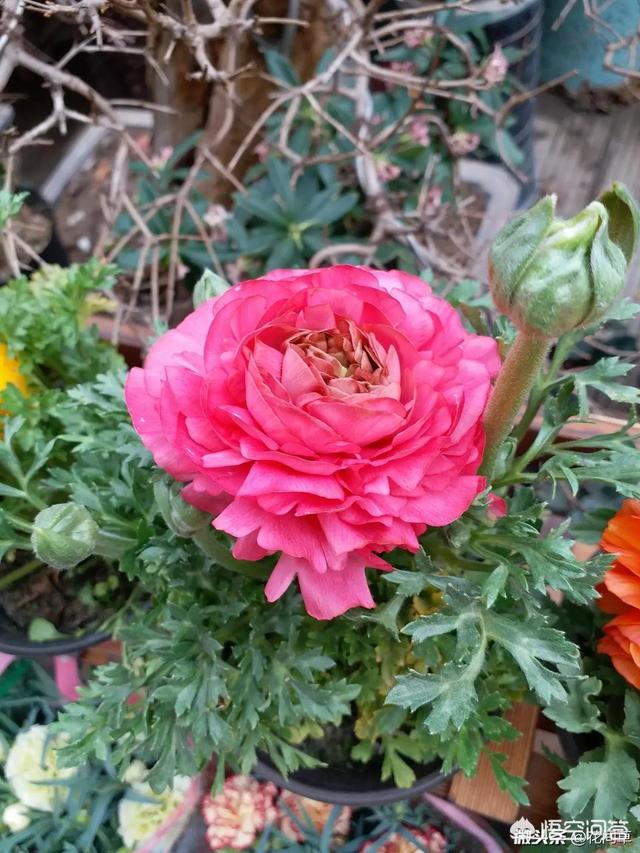 室内观花植物图片大全:种什么花对身体好，什么室内植物对通风及光照要求不高？