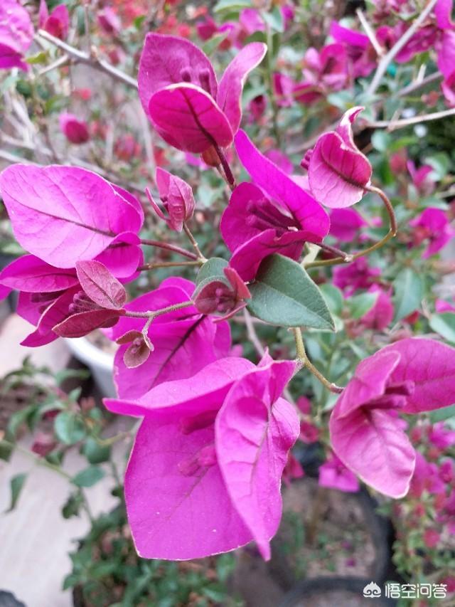 室内观花植物图片大全:种什么花对身体好，什么室内植物对通风及光照要求不高？