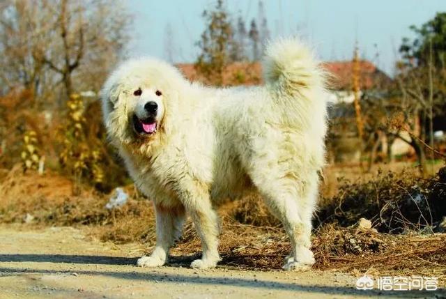 藏獒咬死主人:中华田园犬在主人不给食物的情况下会反过来咬主人吗？