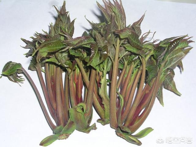山东春天,地里的野菜哪几种可以食用？
