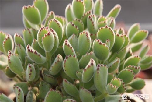 熊童子用什么盆好看:多肉植物熊童子的叶片脏了怎么清理？