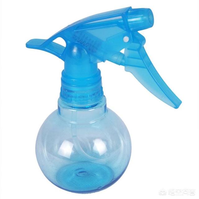 熊童子用什么盆好看:多肉植物熊童子的叶片脏了怎么清理？