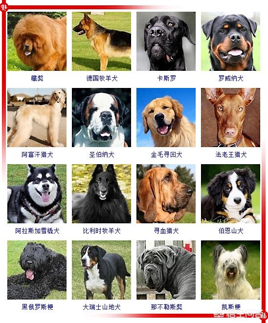450只宠物狗品种图片大全:现存的狗狗有450多种，常见的有哪些呢？