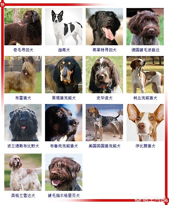 450只宠物狗品种图片大全:现存的狗狗有450多种，常见的有哪些呢？