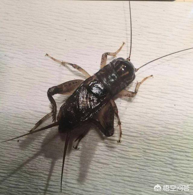 怎么挑石志明黄蛉:宁阳蛐蛐的的挑选需要注意什么？