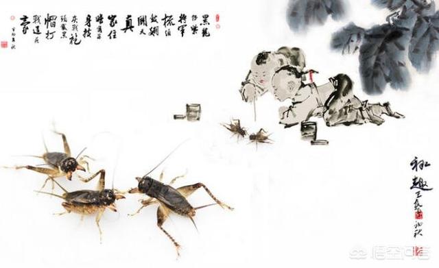 怎么挑石志明黄蛉:宁阳蛐蛐的的挑选需要注意什么？