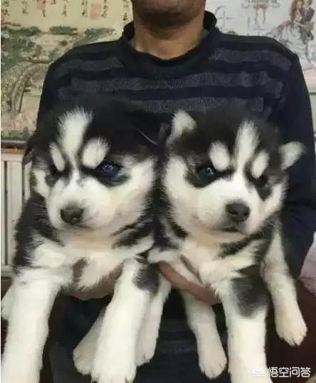 如何选择哈士奇幼犬:最标准的哈士奇各个部位应该长成什么样？