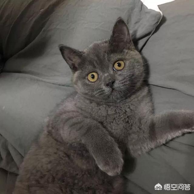 猫的种类介绍及图片:现在不同品种的猫咪都分别是什么价格？