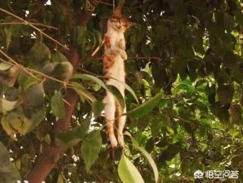 安吉拉小猫灵异事件:为什么猫会被当做「灵异之物」？