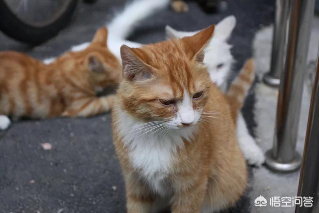 猫咪绝育惊呆了:猫咪该不该绝育？猫咪绝育的弊端有哪些？