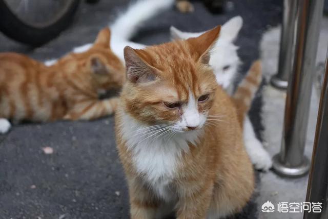 母猫做绝育风险大不大，给猫咪做绝育到底是爱还是恨