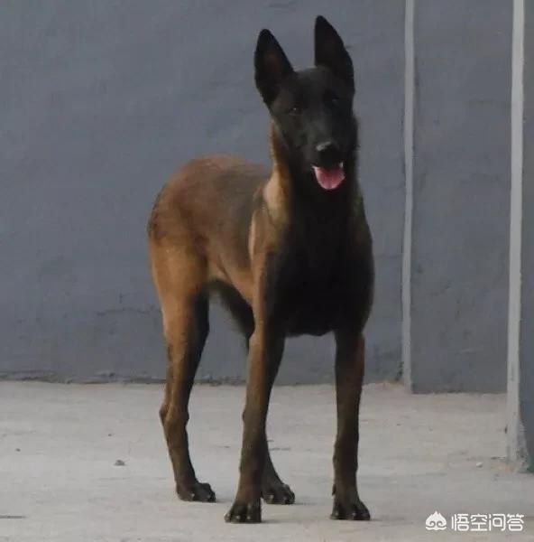 中国马犬介绍:为什么大家都不太敢养马犬？