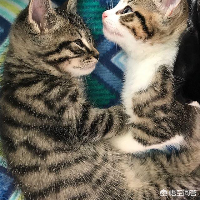 乡下怎么养猫:农村养土猫真的是在虐猫吗，被喷怎么办？