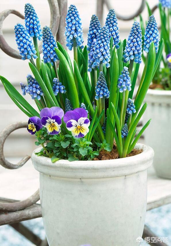 头条问答 - 新手如何在家盆栽葡萄风信子?(1个回答)
