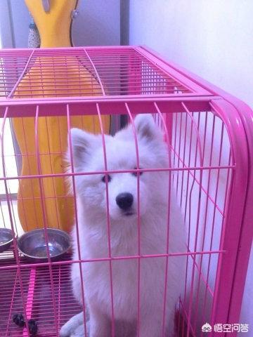 土狗幼犬:一个月大幼犬怎么养？该喂什么？