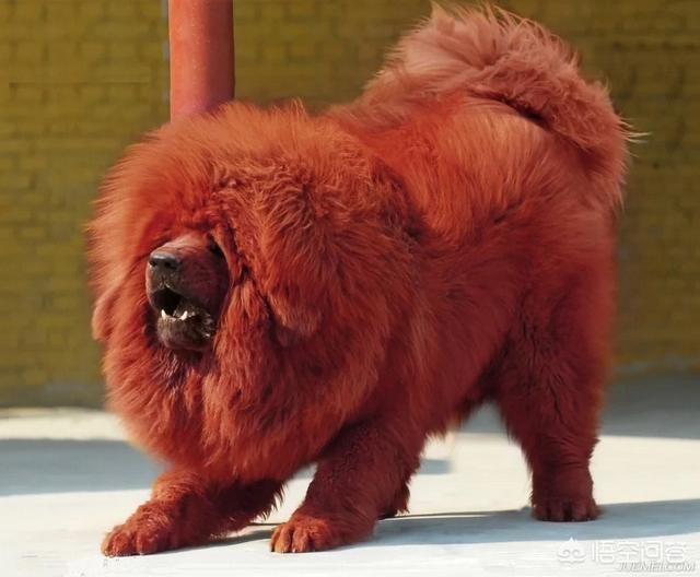 杜宾的猛犬排行:什么大型狗可爱又护主还有攻击力？ 杜宾在世界猛犬排行榜排第几