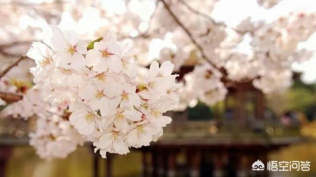 樱花能嫁接樱桃树吗？