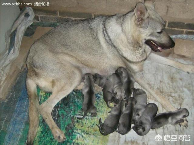 大庆哪里卖狼青狗崽:狼青母犬生了狗崽，但是母狗把狗崽吃了，是什么原因？