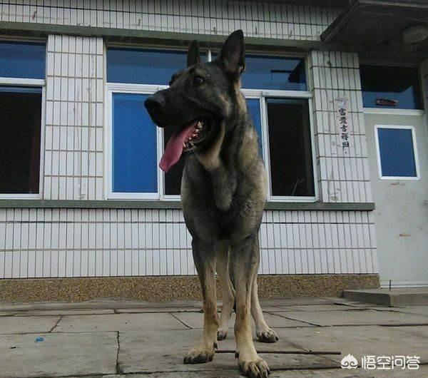 大庆哪里卖狼青狗崽:狼青母犬生了狗崽，但是母狗把狗崽吃了，是什么原因？