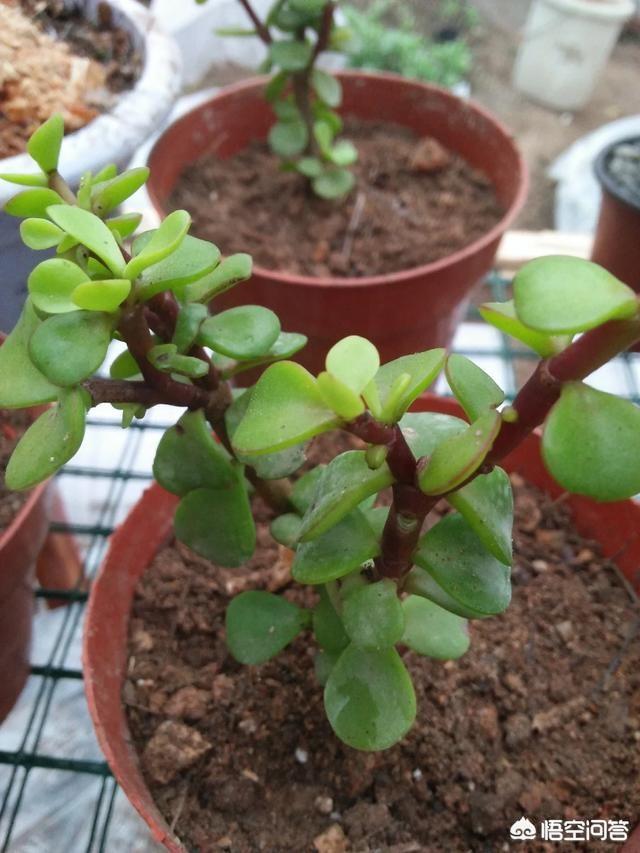 头条问答 这是什么植物 18个回答