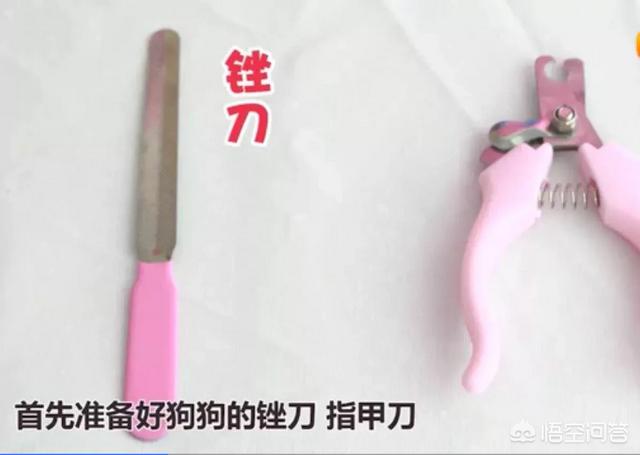 狗指甲套:对狗狗做哪些事等于让狗狗“慢性自杀”？