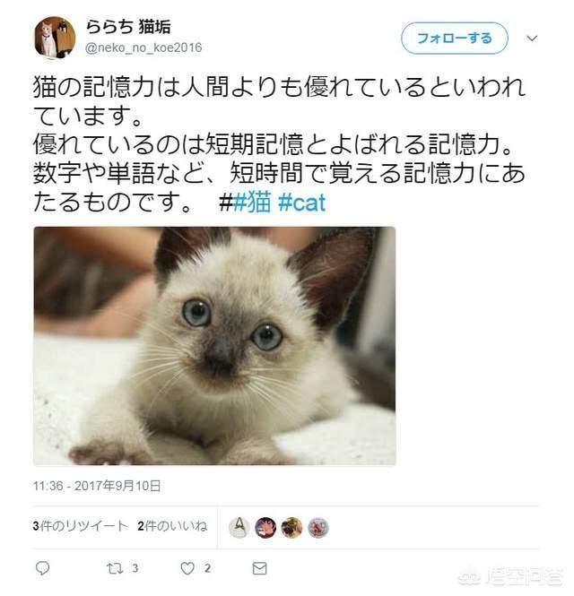 花狸猫游戏社区在线全集观看:失散多年再相见，猫咪还会记得自己的家人吗？