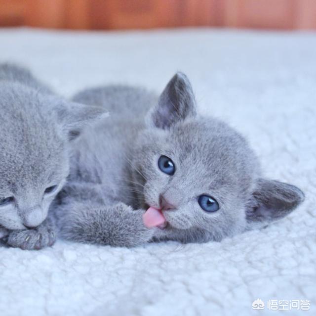 养一只俄罗斯蓝猫是一种怎么样的感觉？