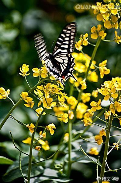 头条问答 花开堪折直须折 莫待无花空折枝 怎么对 73个回答