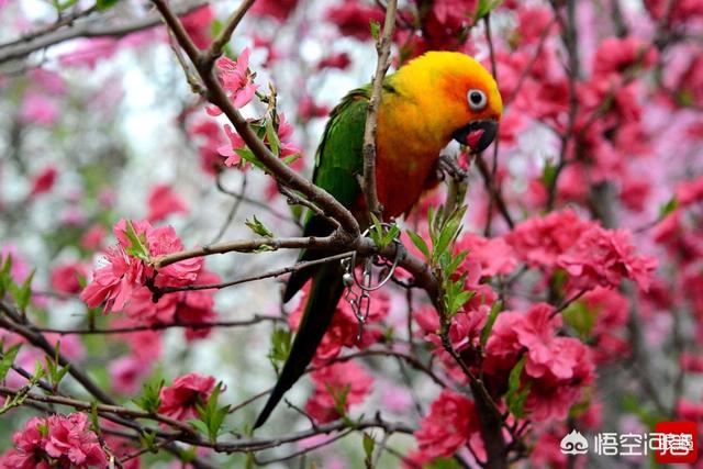 头条问答 花开堪折直须折 莫待无花空折枝 怎么对 73个回答