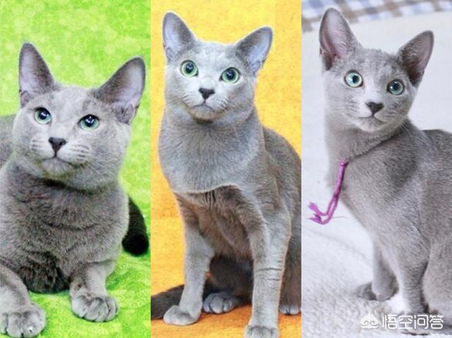 西伯利亚森林猫舍:养一只俄罗斯蓝猫是一种怎么样的感觉？