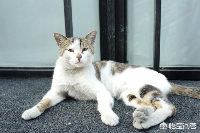 家家猫:流浪猫会去寻找可以收养自己的家庭吗？ 家家猫跨境电商