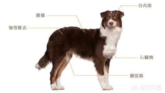 盛来知老年犬粮:老年犬应该吃什么狗粮比较好？ 冠能老年犬粮辨别真假