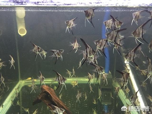 电光美人 吃什么:电光美人吃什么好 长1.2米的缸，不想开循环泵，放室内背阴面，养什么鱼合适？
