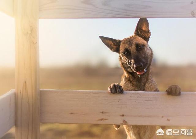 卡斯罗幼犬什么时候打疫苗:狗狗多大的时候打疫苗比较好？