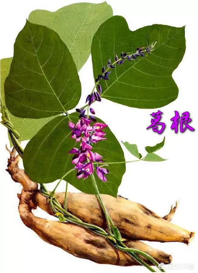 葛根解酒的原理是什么？