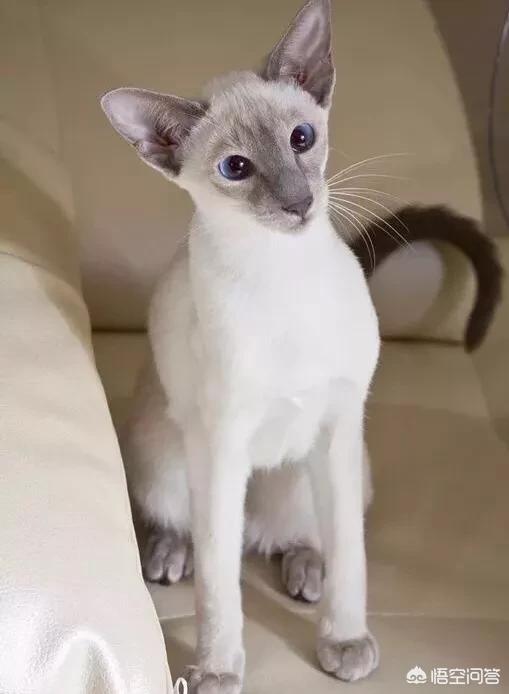 虎斑暹罗猫繁殖配色表:为什么感觉暹罗猫比较少人养？