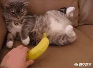 猫怕黄瓜图片gif:为什么有些猫咪害怕香蕉？