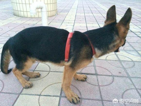 长春民间德牧狗狗:德国牧羊犬，“纯种犬”和“串串犬”如何区分？