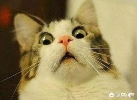 猫怕黄瓜图片gif:为什么有些猫咪害怕香蕉？